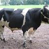 牛肉にも旬？牛肉の旬と流通と熟成