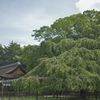 上賀茂神社