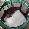 てんかん