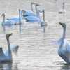 黄河沿いに湿地公園に白鳥の大群が飛来　河南省三門峡