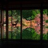 九州の瑠璃光院！！環境芸術の森の紅葉が美しい🍁