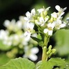 4月3日金