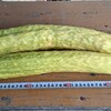 自家採種は良質の実からですよね