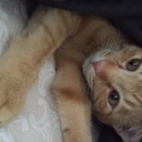 ねこ様にお仕えするために。
