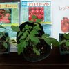 トマト８種類（その１）