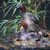 鳰（カイツブリ）