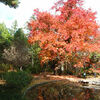 【京都の紅葉】京都府立植物園