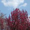  栗駒山 紅葉 ２０２１年 現在 見ごろに？