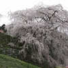 花の名所探訪　奈良のしだれ桜の名所『又兵衛桜』