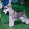 MINIATURE SCHNAUZER