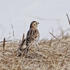 ２０２３年３月　北海道にて野鳥観察。（アルパインツアーサービスの二泊三日野鳥観察ツアーに参加）その１。