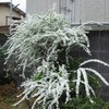 春の花