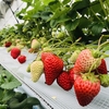 完熟いちご🍓狩り情報　4月4日(土)開園日です‼️✨🍀