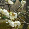 白梅「青軸」