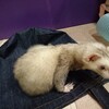 晩の爛ぼー