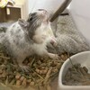 しろごまあん33日目
