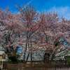 2026年5月19日　上尾市本町4丁目6-21の桜