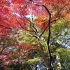 有馬・瑞宝寺公園の紅葉