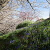 三度目の如意谷の桜