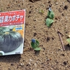 畑の新芽……出てきました⁉