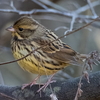 大町自然観察園へ鳥を探しに。