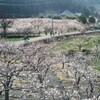 【長野・更埴】日本一のあんずの花咲く里。