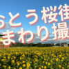 コメント歓迎！初心者向けにひまわり作例を紹介！