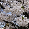 令和7年度入園式・進級式・はじめましての会🌸