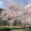 残りわずか🌸東京さくらスポット