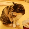 さくらさん編
