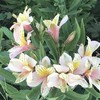 Alstroemeria