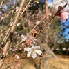 冬桜夢の一つにつばさ生す