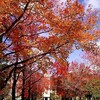 紅葉樹