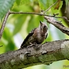 日本　2023年6月20日の野鳥など