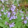 セージの花、オダマキの花