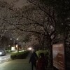 夜桜を愛でる散歩