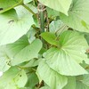 小さな畑で垂直栽培