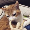 猫写真♯534