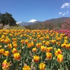 国営アルプスあづみの公園、チューリップと菜の花が見頃だよ。2017春