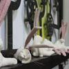 うさぎーズ
