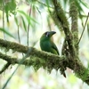 コシアカミドリチュウハシ(Crimson-rumped Toucanet)