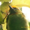 Flame-fronted Barbet ズアオゴシキドリ (ジャワの鳥その37)