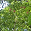 神代植物公園_2（東京都調布市）