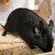 くろごまあん二世 505日目
