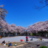 今日の一枚「何故今日晴れる?」(2017.04.12) [桜][空]