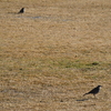 我が家から歩いて１分の公園で、ツグミを撮影！ 4/1に撮影しました。　