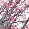おおさむ！　（大寒）