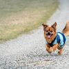 【小型犬の平均寿命】犬の年齢換算と人気犬種の寿命、ケアのポイントを解説！