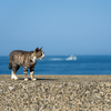 玄海諸島のねこさん