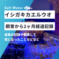 イシガキカエルウオ（スマイリーブレニー）を飼育してから２ヶ月経過しました